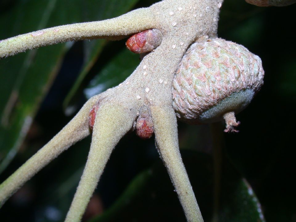 Fagaceae Quercus stellata