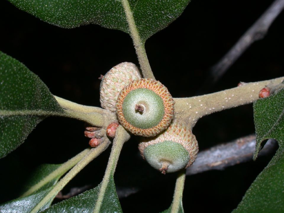 Fagaceae Quercus stellata