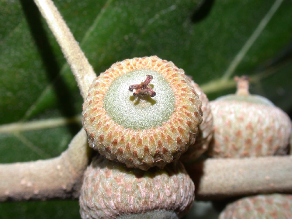 Fagaceae Quercus stellata