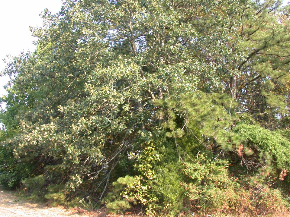 Fagaceae Quercus stellata
