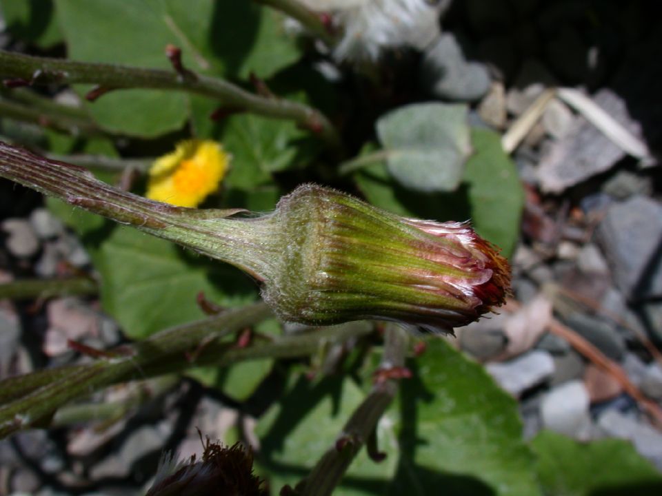 Asteraceae Tussilago fafara
