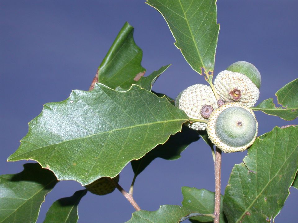 Fagaceae Quercus prinoides