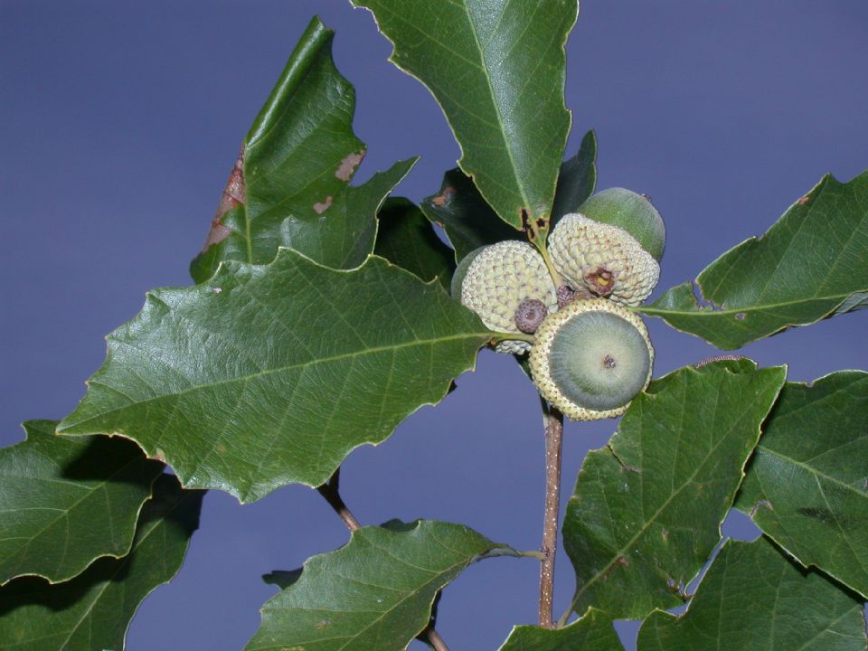 Fagaceae Quercus prinoides