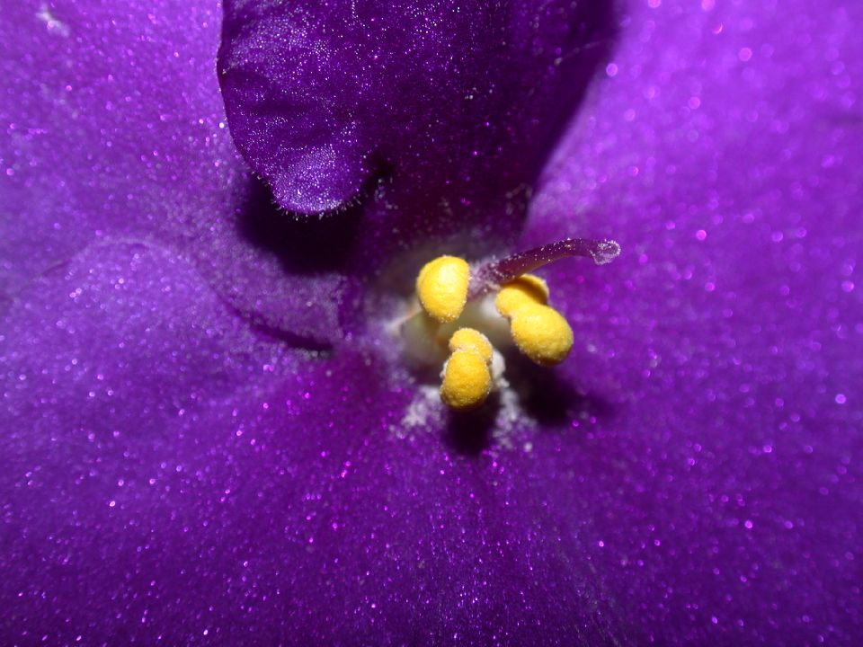 Gesneriaceae Saintpaulia 