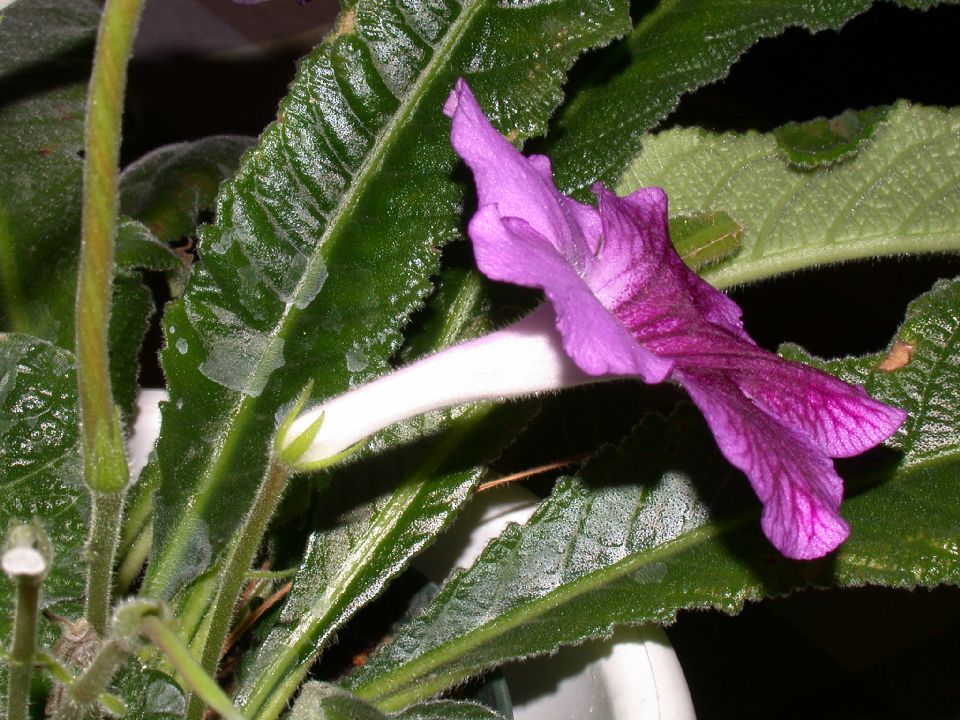 Gesneriaceae Streptocarpus 