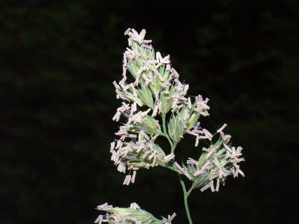 Poaceae Dactylis glomeratus