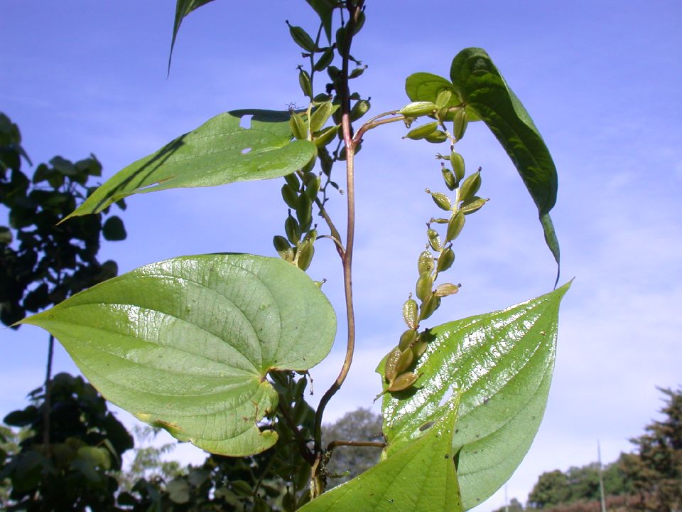 Dioscoreaceae Dioscorea 