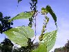 image of Dioscorea 