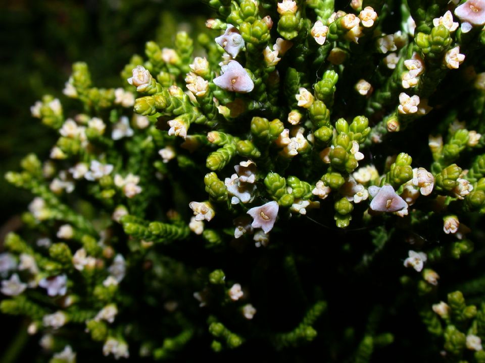 Cupressaceae Juniperus chinensis