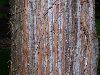 image of Juniperus chinensis