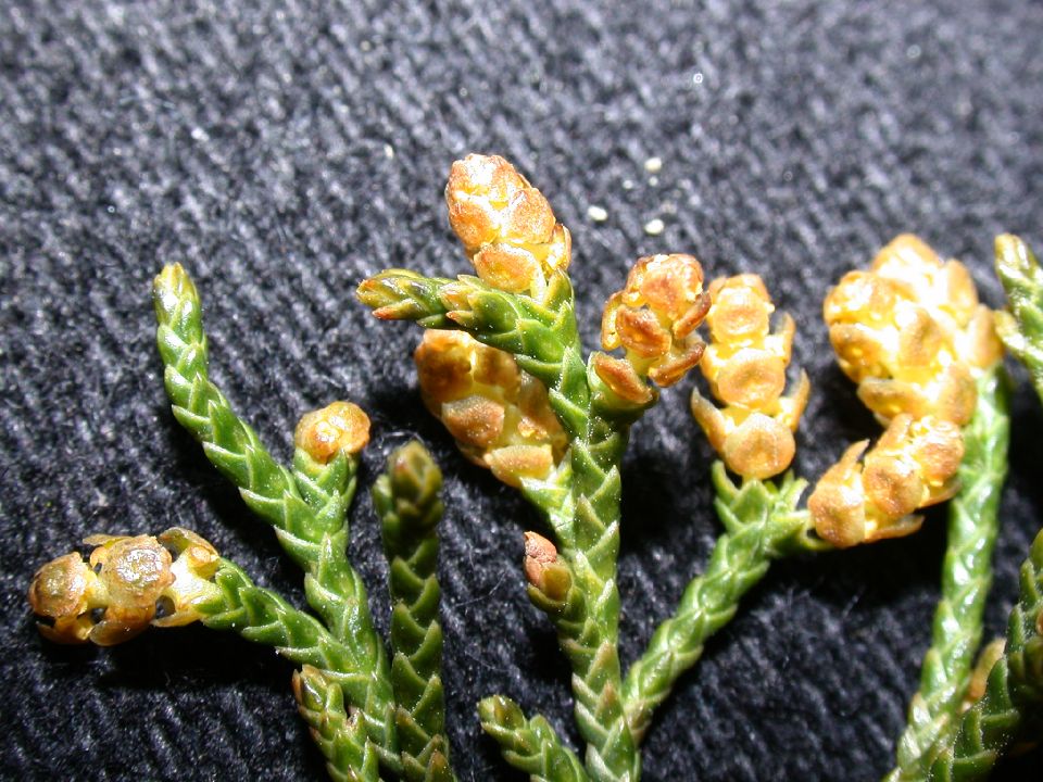 Cupressaceae Juniperus virginiana