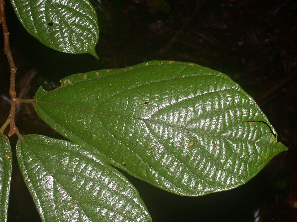 Bombacaceae Matisia bracteolosa 