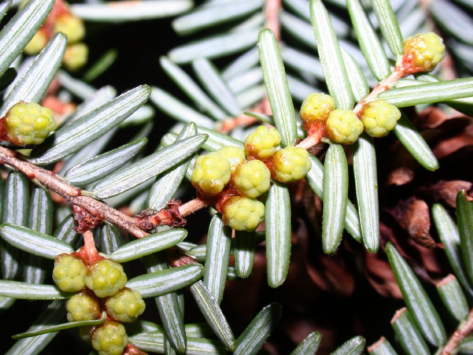 Pinaceae Tsuga canadense