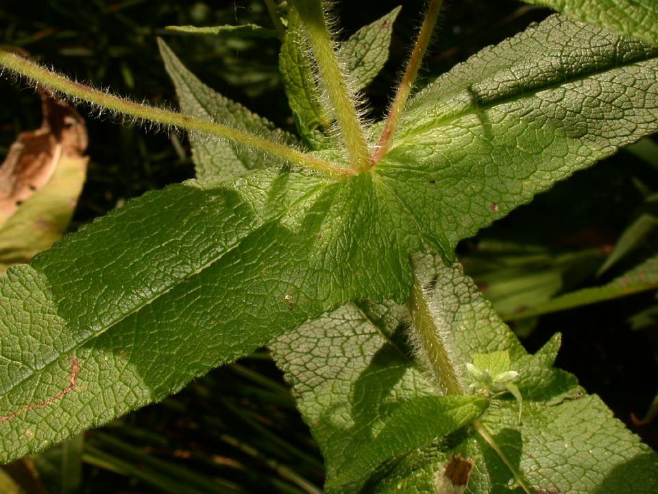 Asteraceae Eupatorium perfoliatum