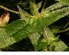 image of Eupatorium perfoliatum