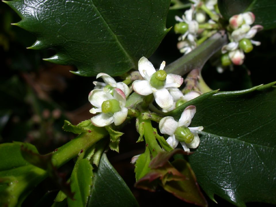 Aquifoliaceae Ilex 