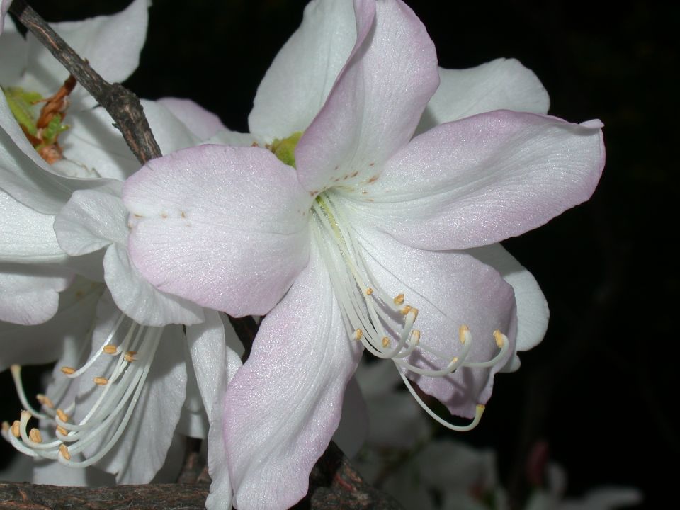 Ericaceae Rhododendron 