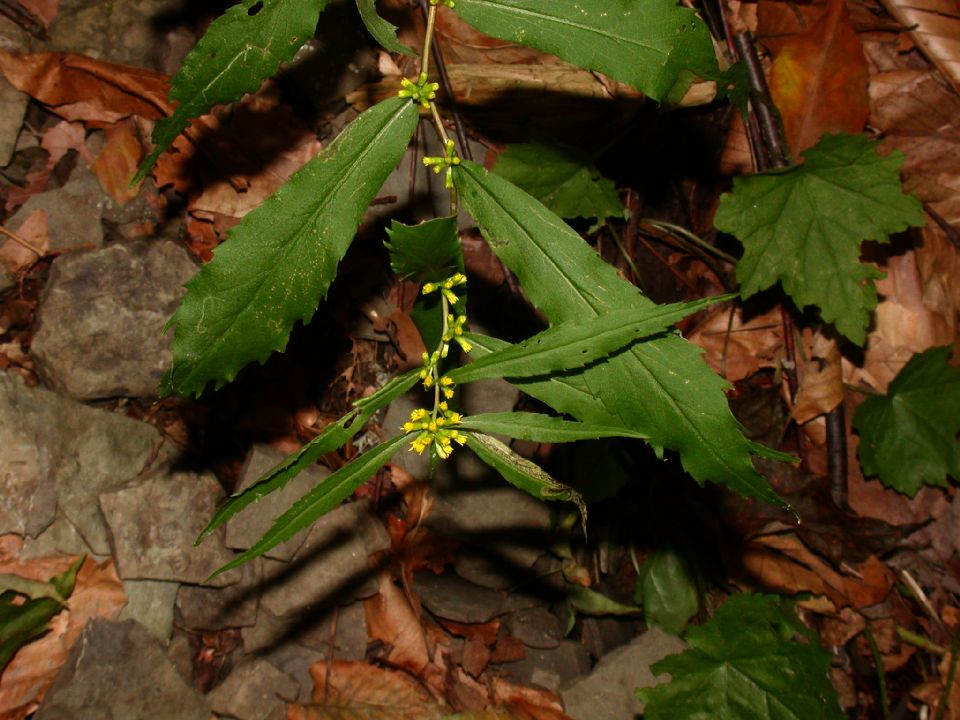 Asteraceae Solidago caesia