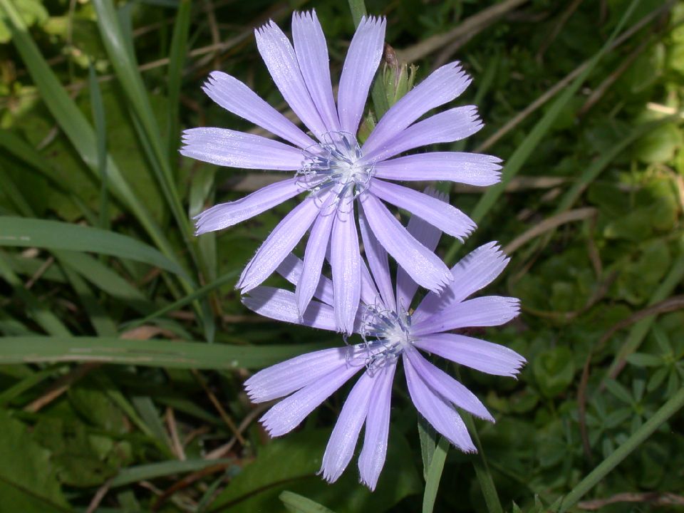 Asteraceae Cichorium intybus