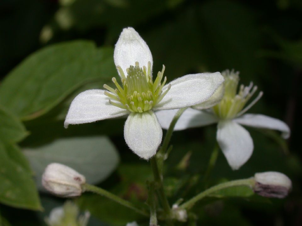 Ranunculaceae Clematis virginiana