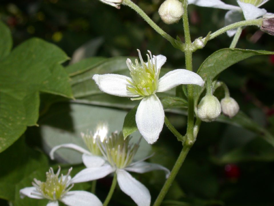 Ranunculaceae Clematis virginiana