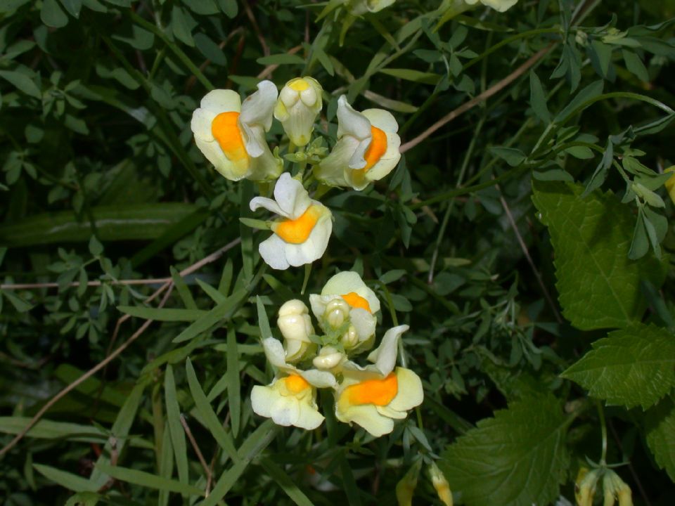 Plantaginaceae Linaria vulgaris