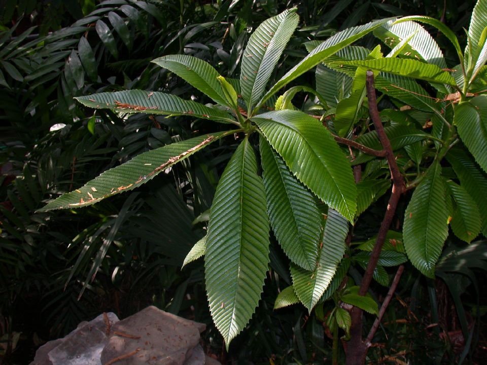 Dilleniaceae Dillenia indica