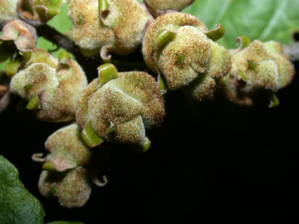 Hamamelidaceae Hamamelis virginiana