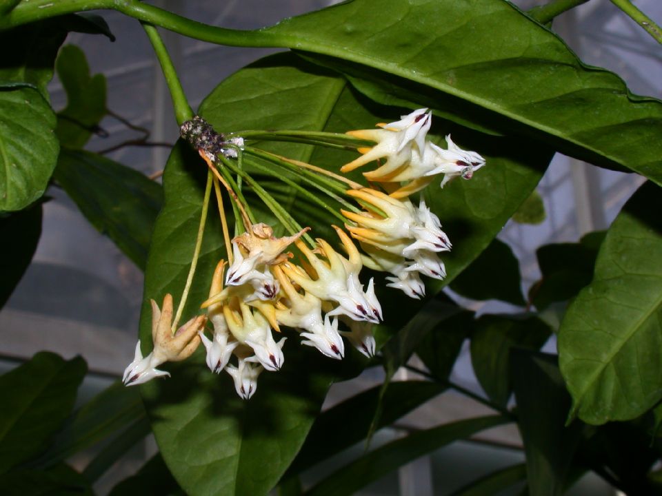 Apocynaceae Hoya multiflora