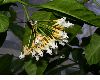 image of Hoya multiflora