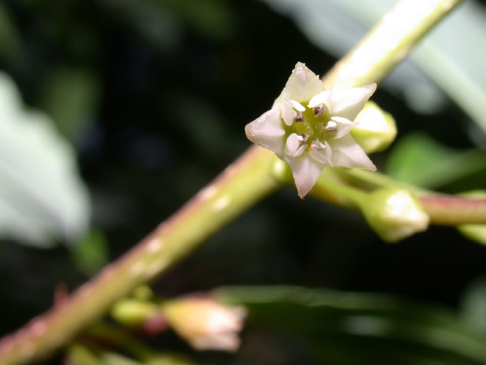 Rhamnaceae Rhamnus frangula