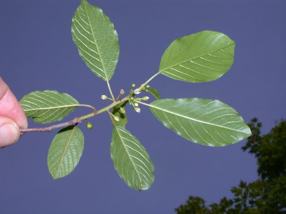 Rhamnaceae Rhamnus frangula