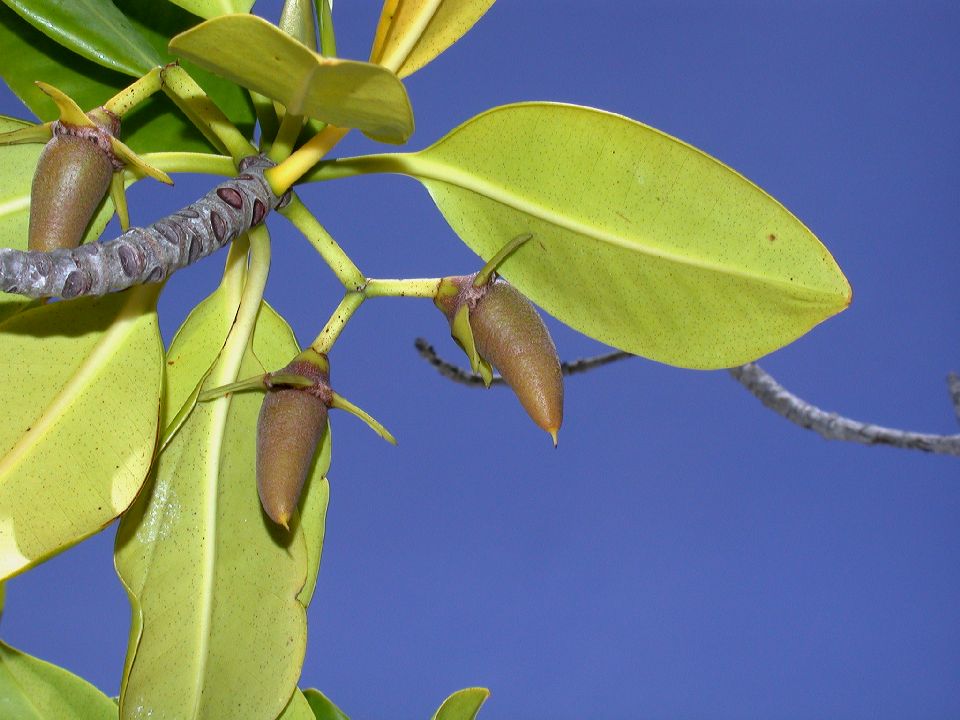 Rhizophoraceae Rhizophora mangle