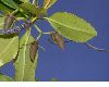 image of Rhizophora mangle