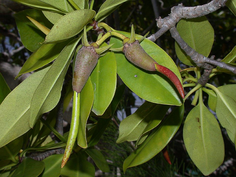 Rhizophoraceae Rhizophora mangle