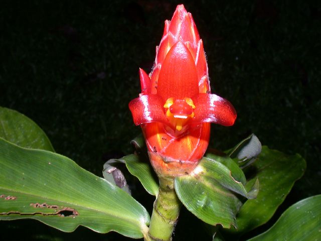 Costaceae Costus pulverulentus