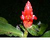 image of Costus pulverulentus