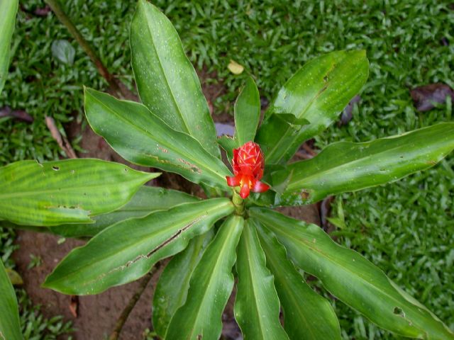 Costaceae Costus pulverulentus