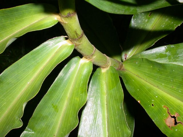 Costaceae Costus 