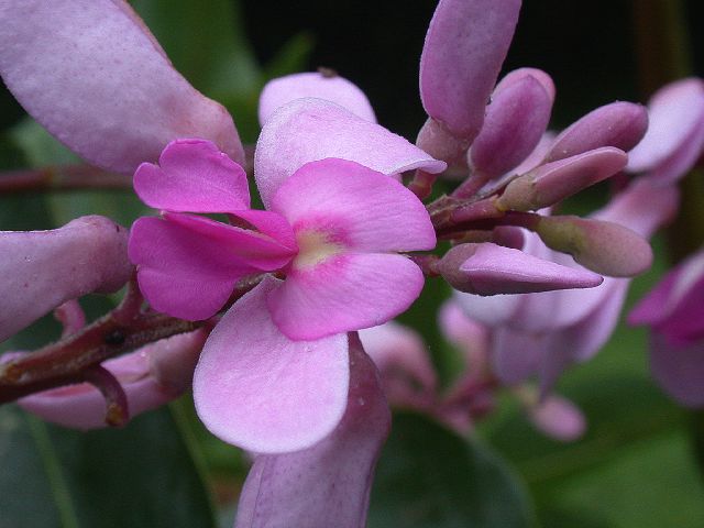 Fabaceae Dipteryx 