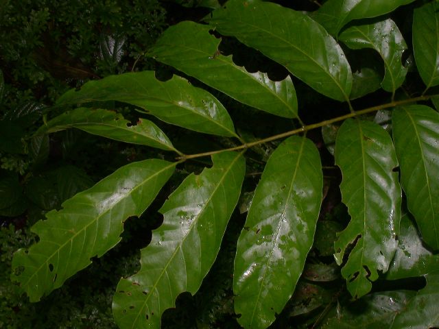Meliaceae Guarea 