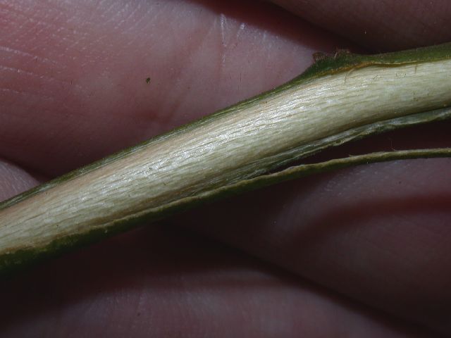 Annonaceae Guatteria 