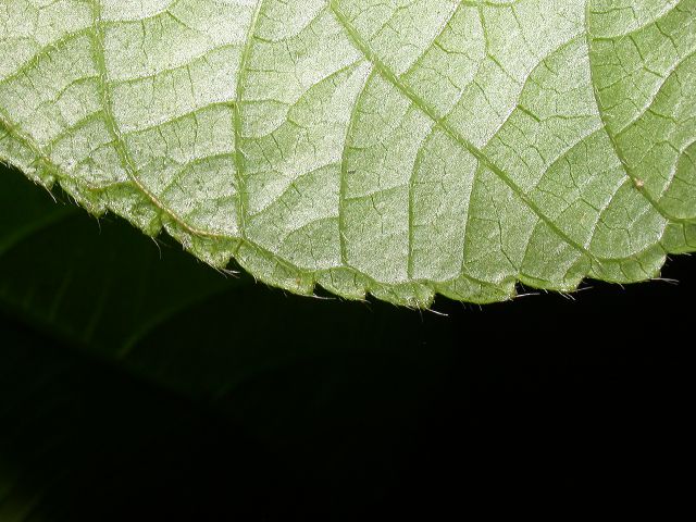 Urticaceae Myriocarpa 