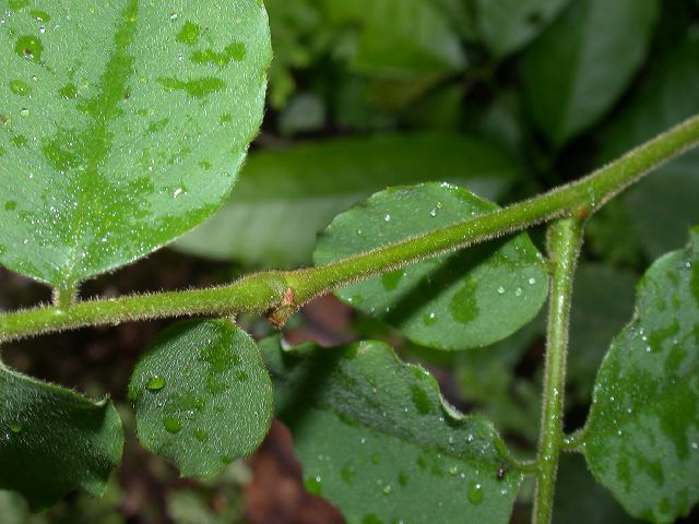 Picramniaceae Picramnia 