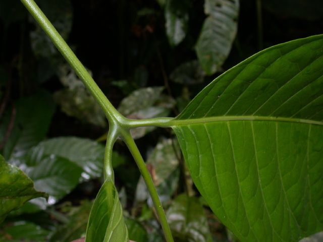 Burseraceae Protium 
