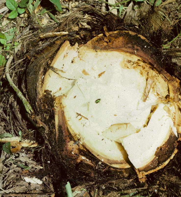 Arecaceae Cocos nucifera