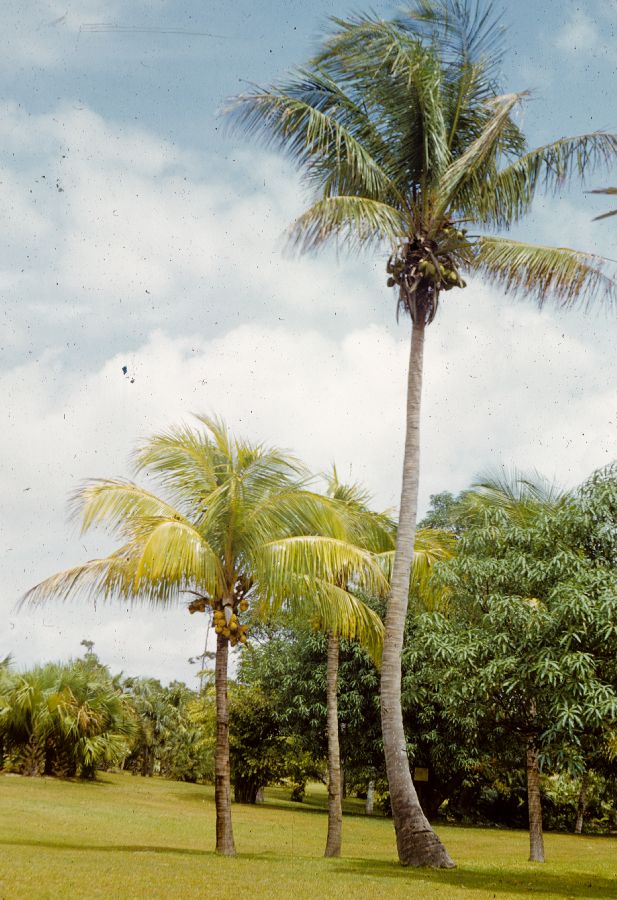 Arecaceae Cocos nucifera