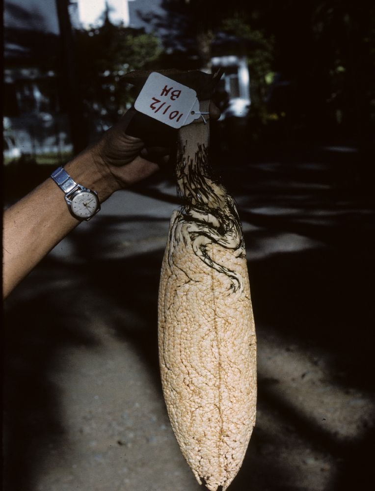 Arecaceae Acanthophoenix rubra