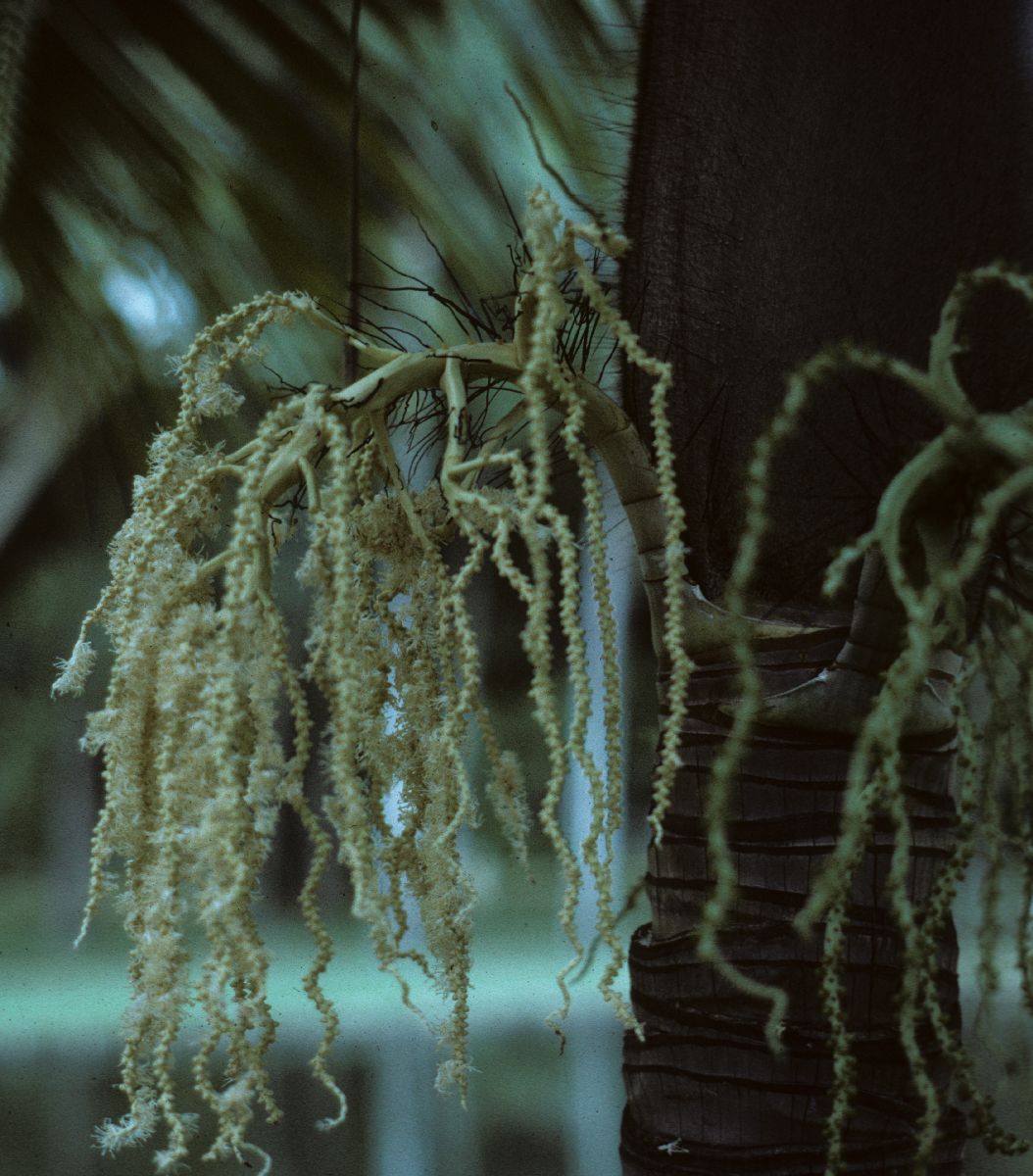 Arecaceae Acanthophoenix rubra