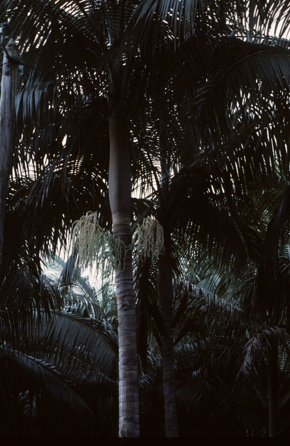 Arecaceae Acanthophoenix rubra
